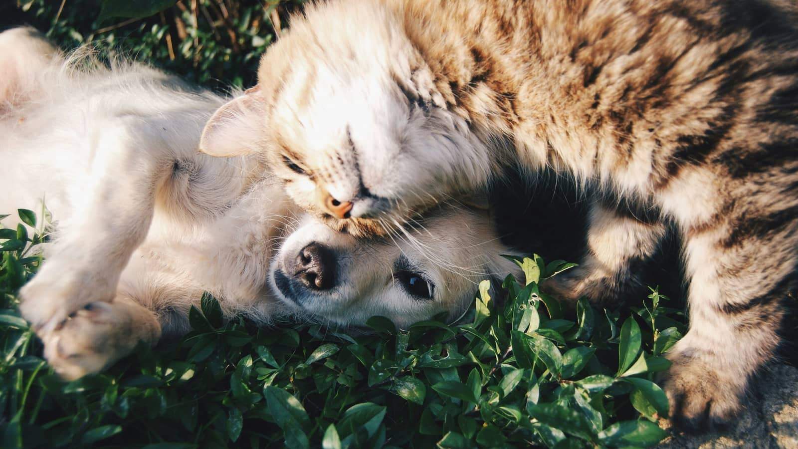 Dog resting comfortably with its owner