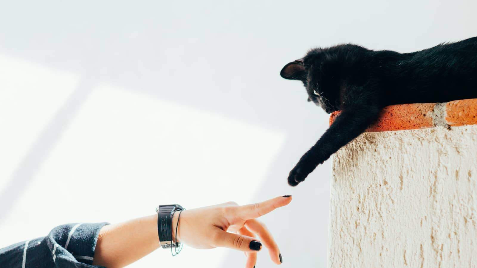 Person holding a dog's paw affectionately